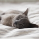 Russian Blue cat sleeping on whit textile