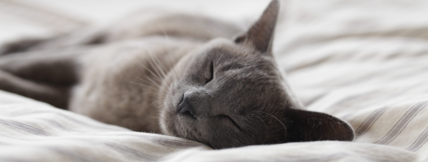 Russian Blue cat sleeping on whit textile