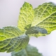 green leaf plant in close up photography