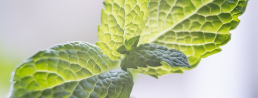 green leaf plant in close up photography